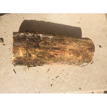 White-rotten Breeding Log S soft decayed