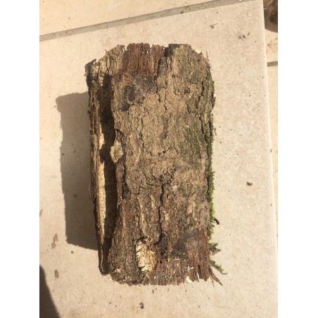 White-rotten Breeding Log M soft decayed