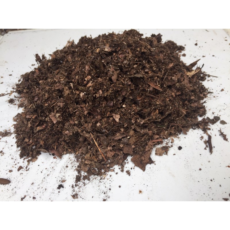 Leaf litter substrate beetle rose chafer feed