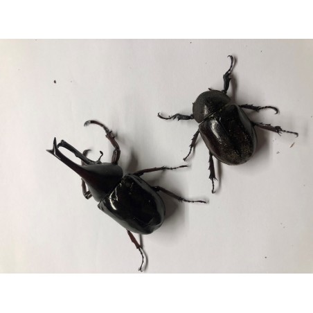 Xylotrupes gideon...