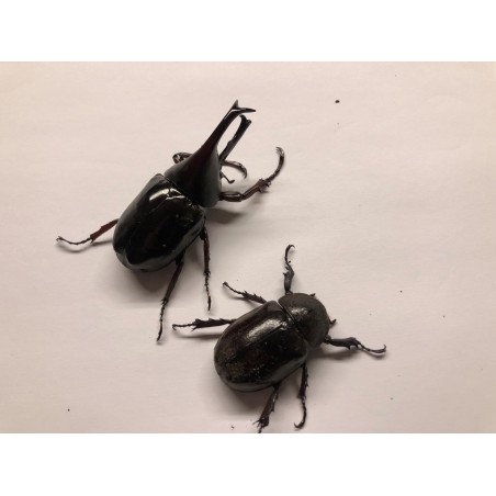 Xylotrupes gideon...