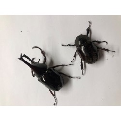 Xylotrupes gideon sumatrensis Paar