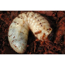 Dynastes hercules morishimai Larva