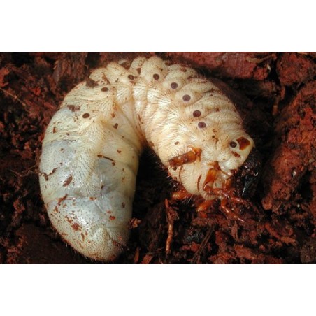 Dynastes hercules lichyi Larva