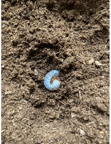 Dynastes hercules lichyi Larva