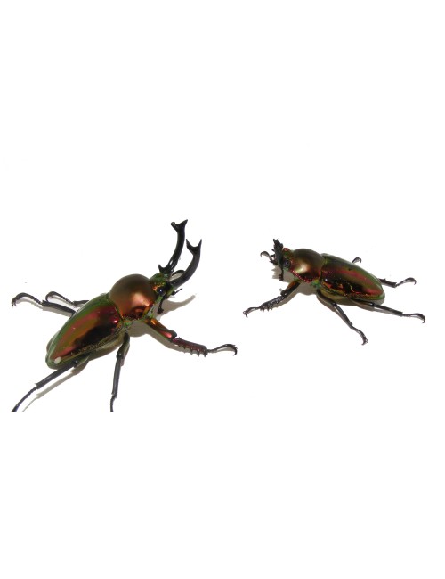 Phalacrognathus muelleri Larva