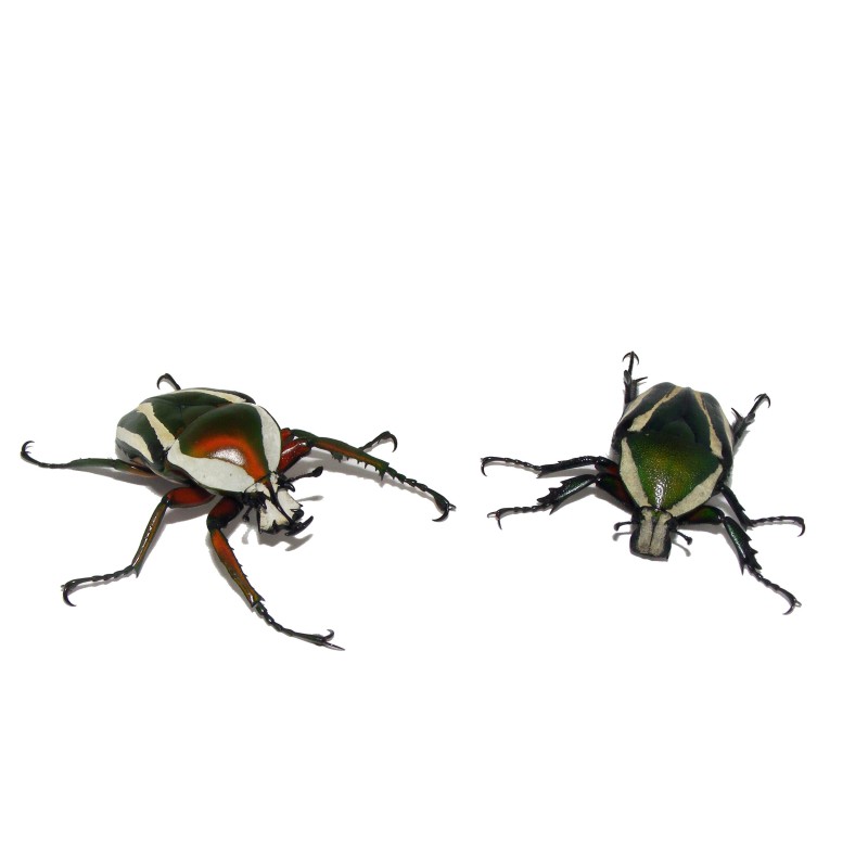 Dicronorhina derbyana layardi