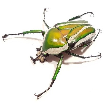 Dicronorhina derbyana layardi Larve