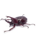 Xylotrupes gideon...