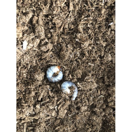 Phalacrognathus muelleri...