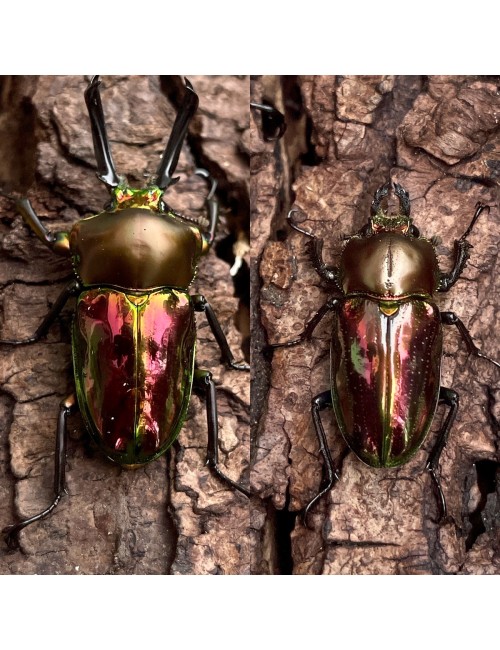 Phalacrognathus muelleri...