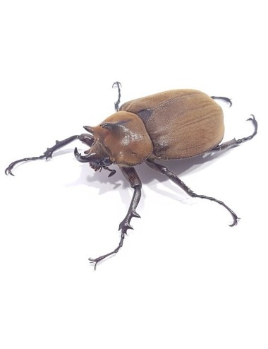 Megasoma typhon typhon (ex...