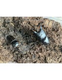 Dorcus taurus gypaetus Pärchen