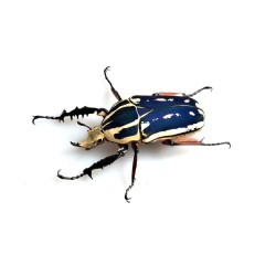 Mecynorrhina torquata ugandensis larve