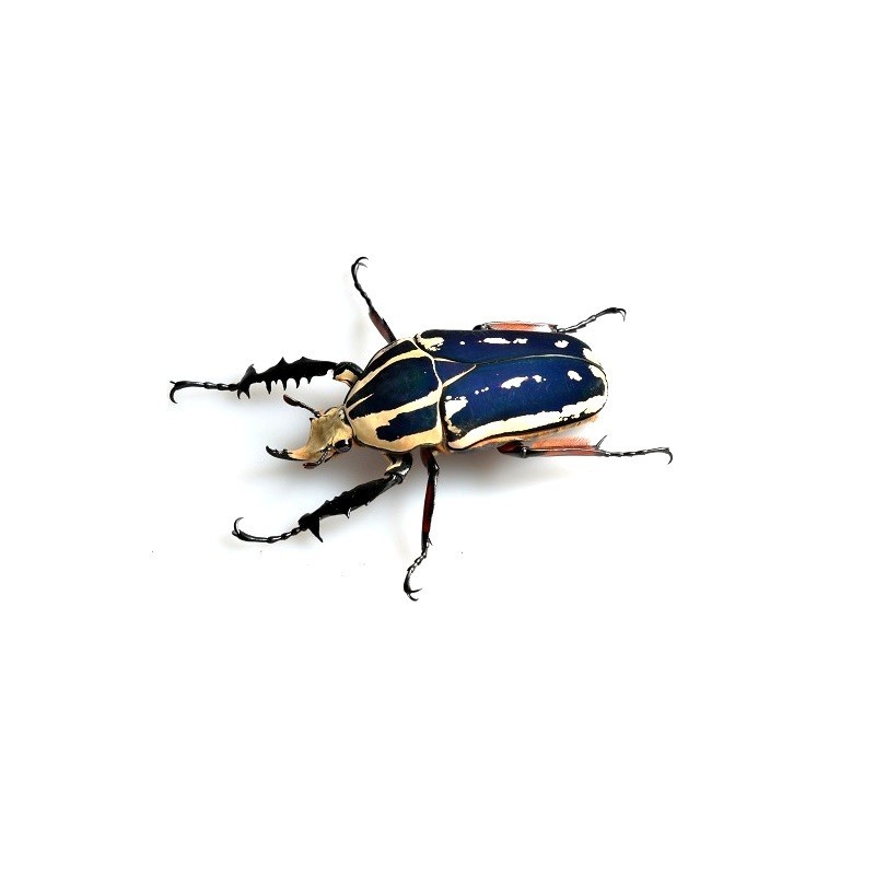 Mecynorrhina torquata ugandensis larve Mecynorrhina torquata ugandensis larve