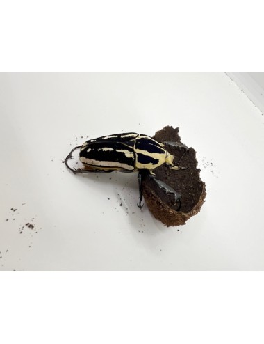 Mecynorrhina torquata ugandensis larve