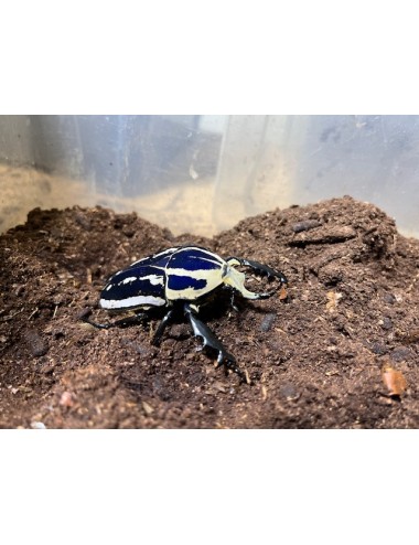 Mecynorrhina torquata ugandensis larve