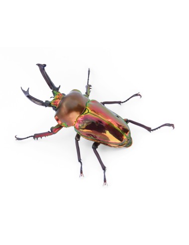 Phalacrognathus muelleri male