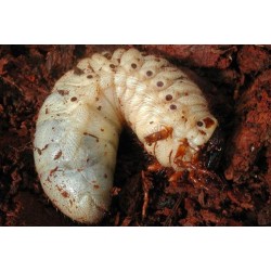 Dynastes hercules hercules...