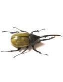Dynastes hercules hercules...