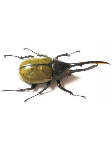 Dynastes hercules hercules...