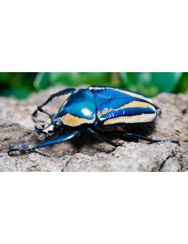 Dicronorhina derbyana BLUE...