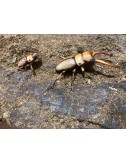 Prosopocoilus astacoides...