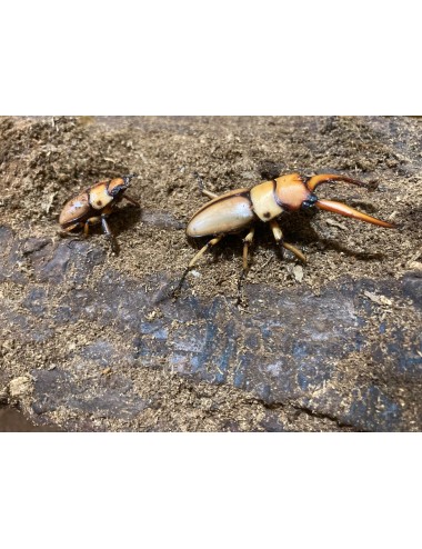 Prosopocoilus astacoides...