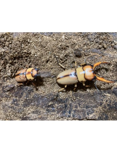 Prosopocoilus astacoides...