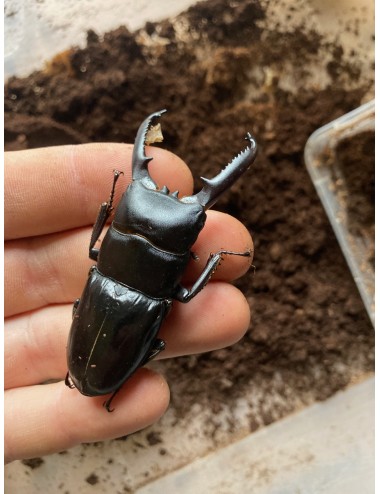 Dorcus titanus palawanicus...