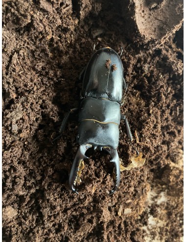 Dorcus titanus palawanicus...