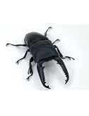 Dorcus titanus palawanicus...