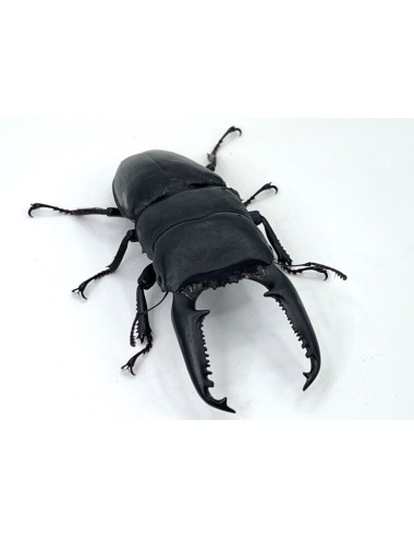 Dorcus titanus palawanicus...