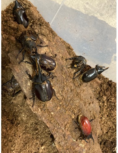 Dynastes neptunus neptunus...