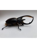 Dynastes neptunus neptunus...