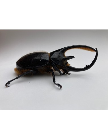 Dynastes neptunus neptunus...