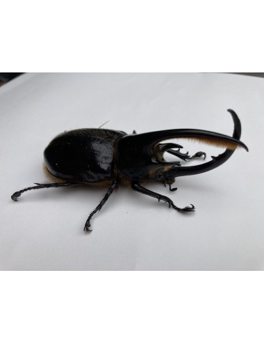 Dynastes neptunus neptunus...