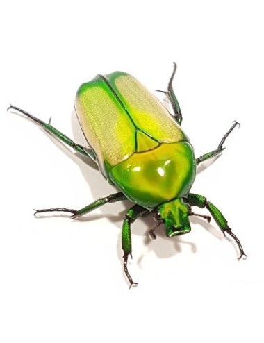Chlorocala africana...