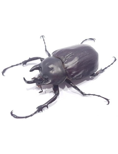 Megasoma actaeon adult Pair