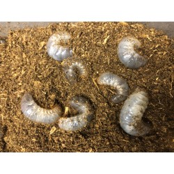 Xylotrupes beckeri Larva