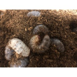 Xylotrupes beckeri Larva