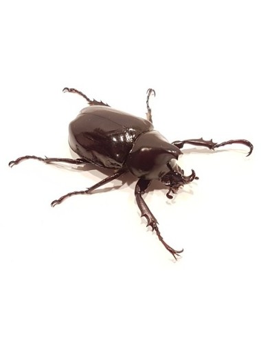 Xylotrupes beckeri Larva