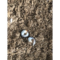 Phalacrognathus muelleri Larva