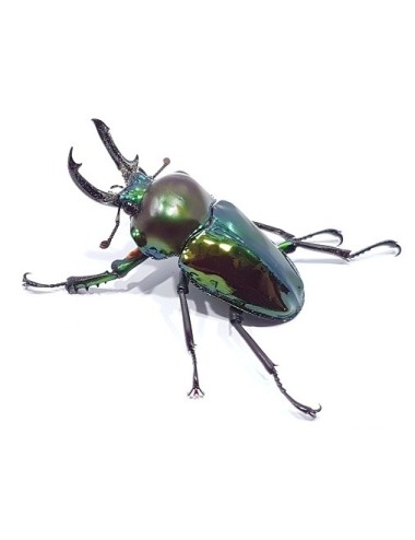 Phalacrognathus muelleri...