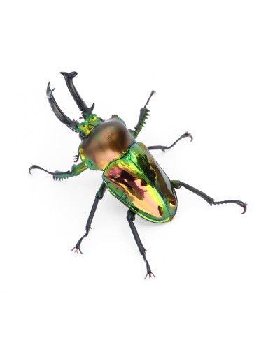 Phalacrognathus muelleri...