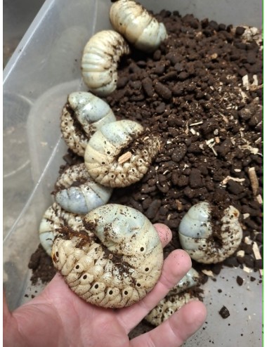 Megasoma actaeon johannae/...