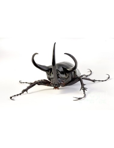 Chalcosoma chiron Larva