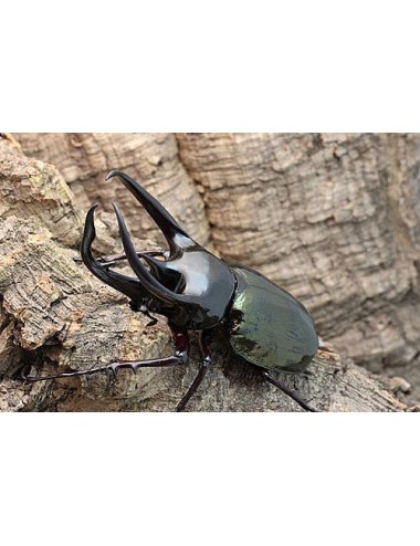 Chalcosoma chiron Larva