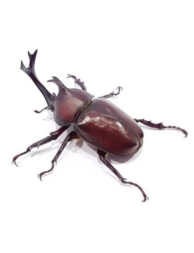 Trypoxylus dichotomus...