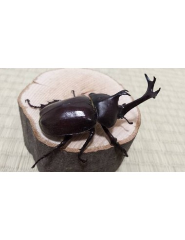 Trypoxylus dichotomus...